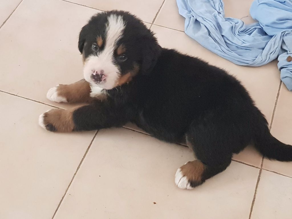 Dis Aupiho Ensouleiado - Chiots disponibles